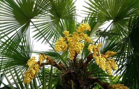 Пальма Трахикарпус (лат. Trachycarpus), семена