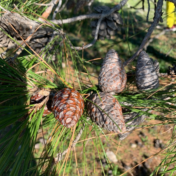 Сосна эльдарская (лат. Pinus eldarica), семена