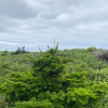 Пихта сахалинская (лат. Abies sachalinensis), семена 0,2 грамма