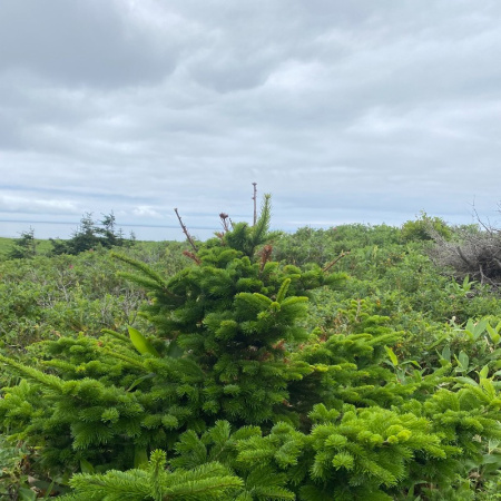 Пихта сахалинская (лат. Abies sachalinensis), семена 0,2 грамма