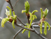 Дуб иберийский (лат. Quercus iberica Stev.), семена 