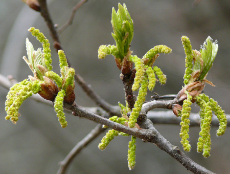 Дуб иберийский (лат. Quercus iberica Stev.), семена 
