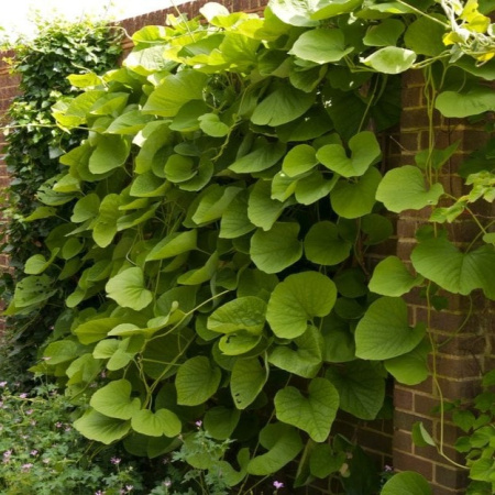 Кирказон маньчжурский (лат. Aristolochia manshuriensis), семена