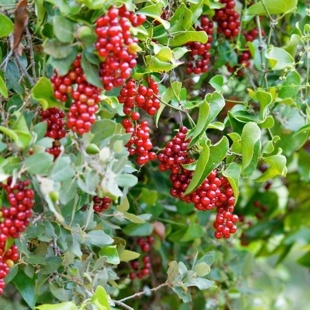 Смилакс, или Сассапариль (лат. Smilax), семена 