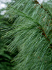 Сосна гималайская, или Сосна Валлиха (лат. Pinus wallichiana), семена