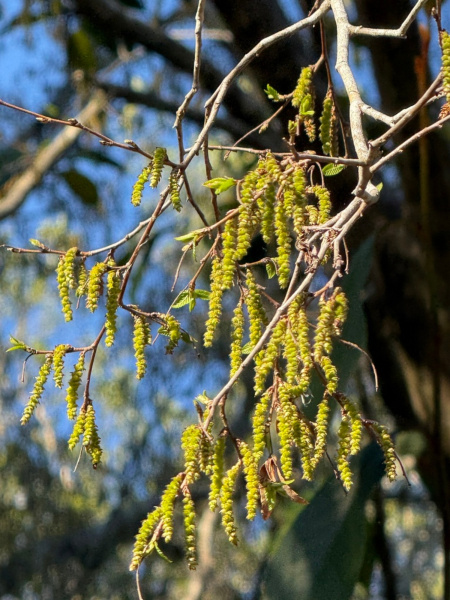 Граб каролинский (лат. Carpinus caroliniana), семена