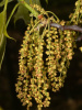 Дуб красный (лат. Quercus rubra), сеянец, 3 шт 