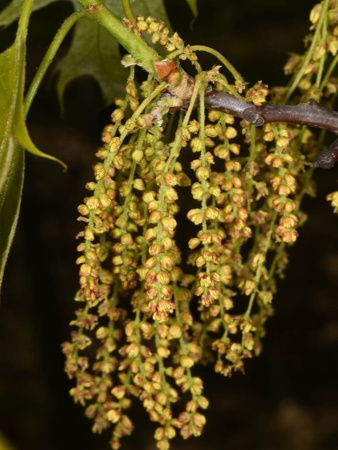 Дуб красный (лат. Quercus rubra), сеянец, 3 шт 