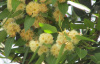 Эвкалипт Робуста, или Болотное красное дерево (лат. Eucalyptus robusta), семена
