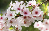 Абрикос обыкновенный (лат. Prunus armeniaca), сеянец, 1 шт 