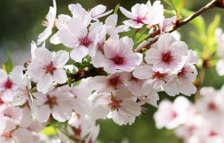 Абрикос обыкновенный (лат. Prunus armeniaca), сеянец, 1 шт 