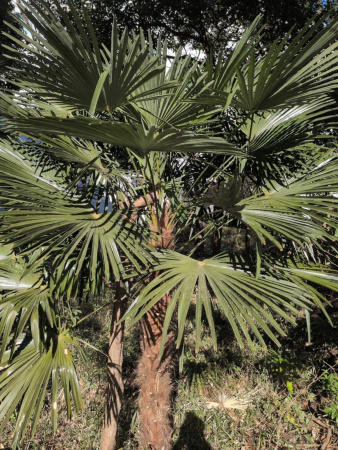 Пальма Трахикарпус Форчуна (лат. Trachycarpus fortunei), саженец, 1 шт