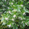 Саркококка Гукера (лат. Sarcococca hookeriana), семена 5 штук