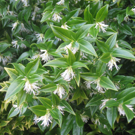 Саркококка Гукера (лат. Sarcococca hookeriana), семена 5 штук