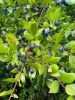 Мирт обыкновенный (лат. Myrtus communis) в ягодах, семена 