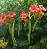 Кампсис гибридный (лат. Campsis hybrida), семена 