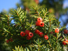 Тис остроконечный "Фармен" (лат. Taxus cuspidata "Фармен"), семена