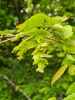 Граб каролинский (лат. Carpinus caroliniana), семена