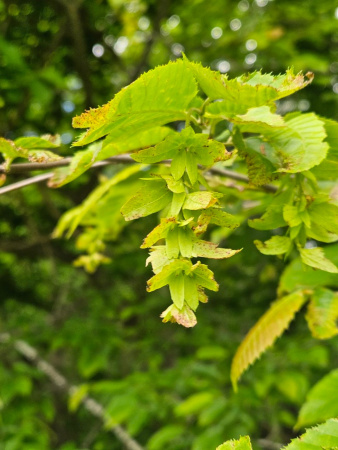 Граб каролинский (лат. Carpinus caroliniana), семена
