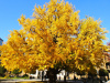 Гинкго Билоба (лат. Ginkgo Biloba), семена