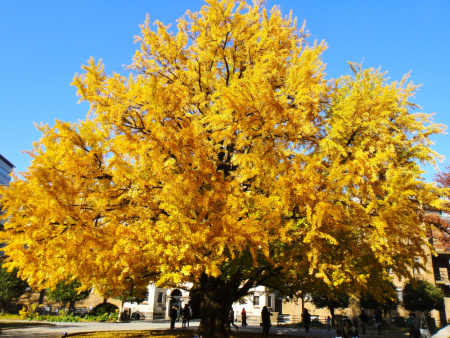 Гинкго Билоба (лат. Ginkgo Biloba), семена
