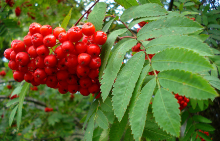Рябина обыкновенная (лат. Sorbus aucuparia), семена