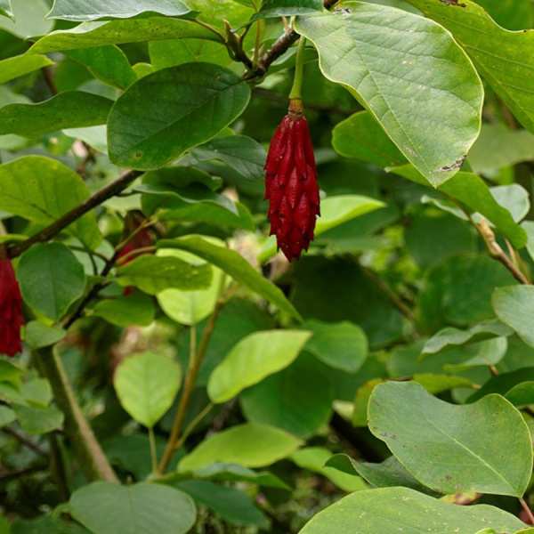 Магнолия Зибольда (лат. Magnolia sieboldii), семена 