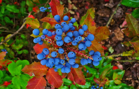 Магония падуболистная (лат. Mahonia aquifolium), семена