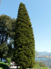 Кипарис вечнозелёный (лат. Cupressus sempervirens), семена