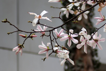 Магнолия кобус (лат. Magnolia kobus), семена
