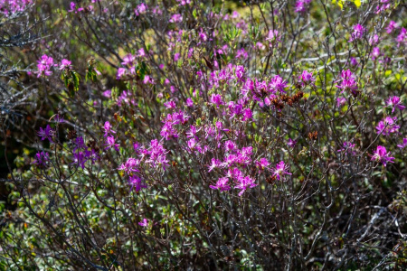 Рододендрон канадский фиолетовый (лат. Rhododendron canadense) 0,02 грамма, семена