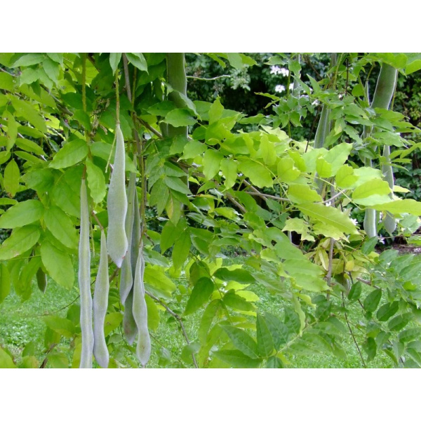 Глициния китайская (лат. Wisteria sinensis), семена