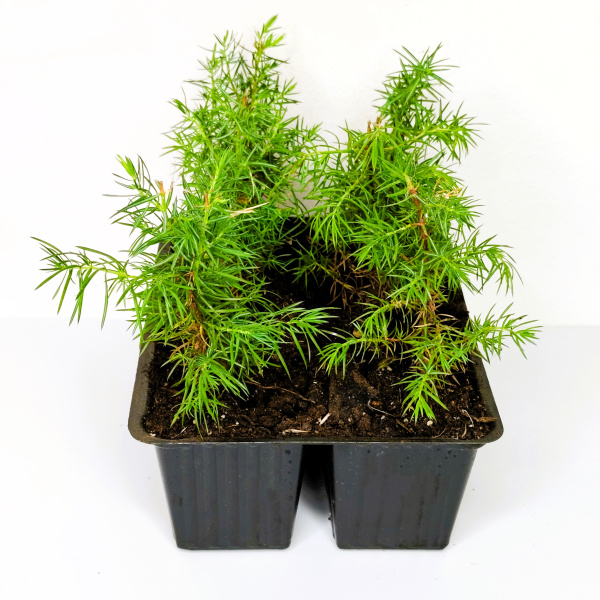 Можжевельник обыкновенный (лат. Juniperus communis), сеянцы, 6 шт