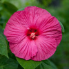 Гибискус травянистый, или розовая мальва (лат. Hibiscus Moscheutos), семена