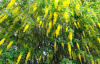 Бобовник анагировидный (лат. Laburnum anagyroides), семена