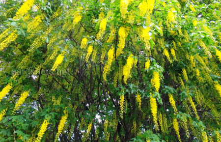 Бобовник анагировидный (лат. Laburnum anagyroides), семена