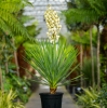 Юкка славная (лат. Yucca gloriosa), семена 0,2 грамма