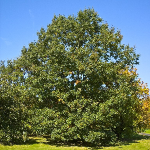 Дуб бархатистый (лат. Quercus velutina) 10 штук, семена