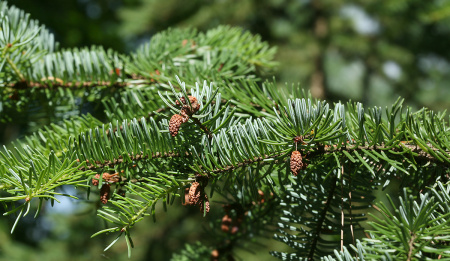 Ель сербская (лат. Picea omorika), семена