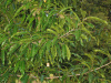 Дуб острейший (лат. Quercus acutissima) 10 шт, семена 