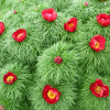 Пион тонколистный, или узколистный 'Rubra Plena' (лат. Paeonia tenuifolia 'Rubra Plena'), семена