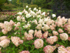Гортензия метельчатая Фантом (лат. Hydrangea paniculata 'Phantom')