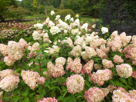 Гортензия метельчатая Фантом (лат. Hydrangea paniculata 'Phantom')