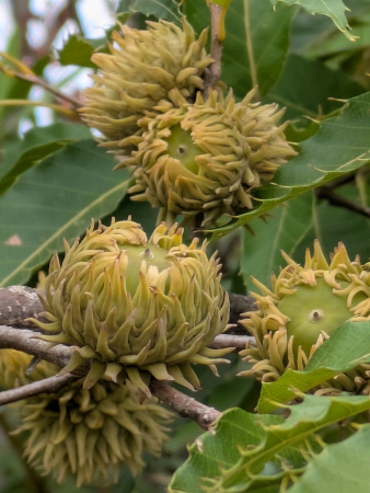 Дуб острейший (лат. Quercus acutissima) 10 шт, семена 