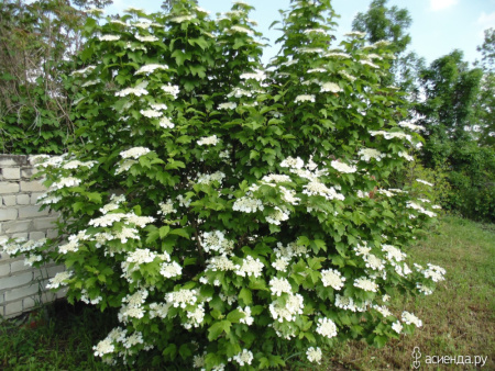 Калина Саржента (лат. Viburnum sargentii), семена