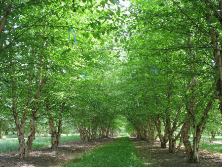 Береза черная (лат. Bеtula nigra), семена