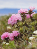 Рододендрон Адамса, или Саган Дали (лат. Rhododendron adamsii), семена 0,02 грамма