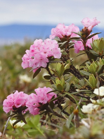 Рододендрон Адамса, или Саган Дали (лат. Rhododendron adamsii), семена 0,02 грамма