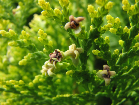 Туя восточная, или Биота, или Плосковеточник (лат. Biota, или Platycladus orientalis), семена