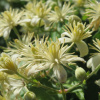 Клематис виноградолистный, или Ломонос виноградолистный (лат. Clematis vitalba), семена